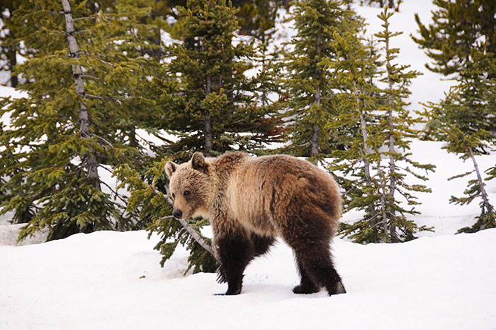 Rencontre avec les ours ok corral