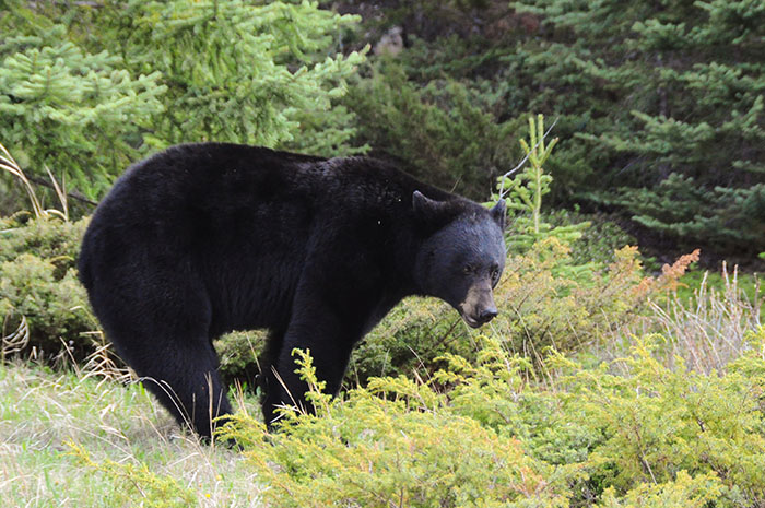 Rencontre avec les ours ok corral