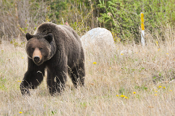 Rencontre avec ours noir
