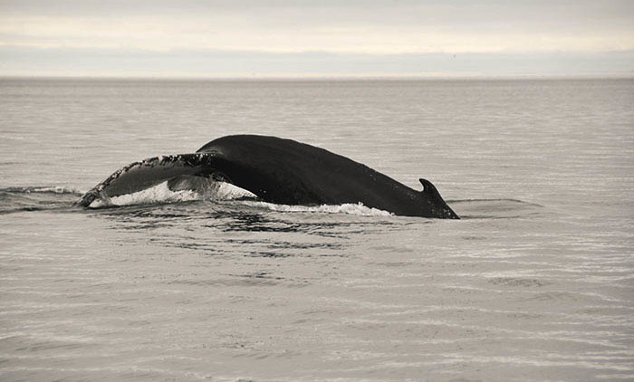 Tadoussac: baleine à bosse 3