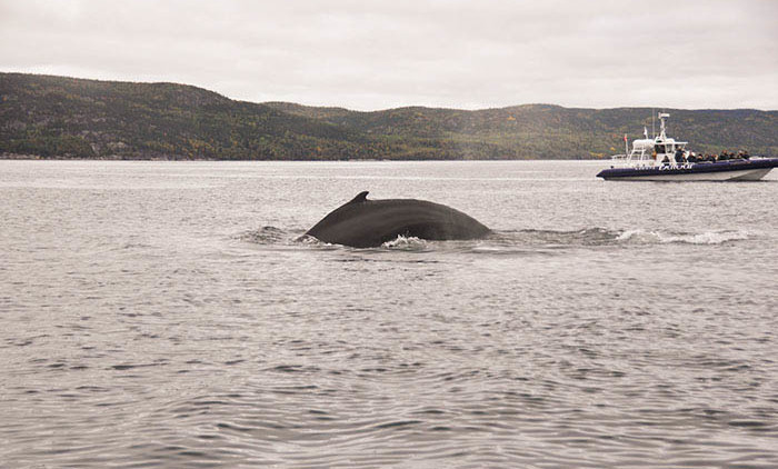 Tadoussac: baleine à bosse 4