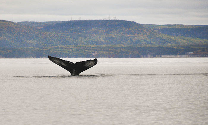 Tadoussac: baleine à bosse 2