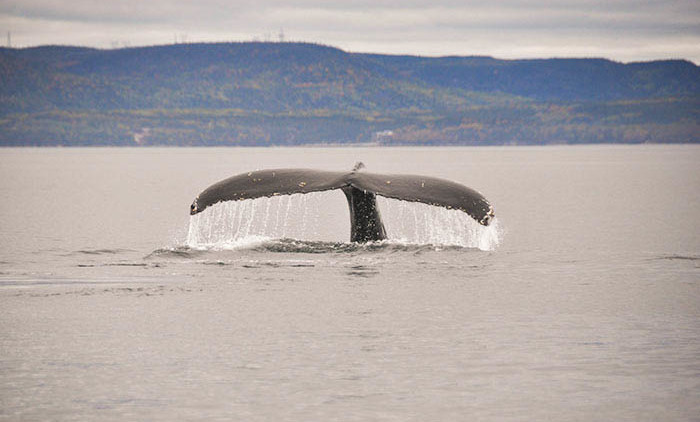 Tadoussac: baleine à bosse 10
