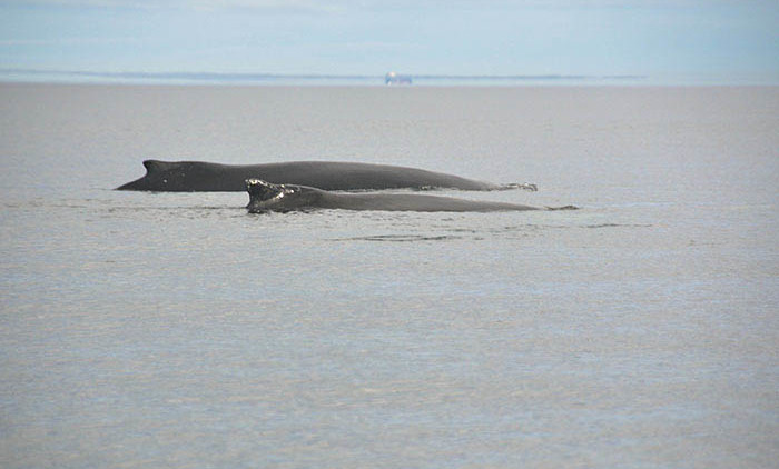 Tadoussac: baleine à bosse 7