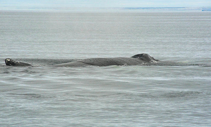 Tadoussac: baleine à bosse 1