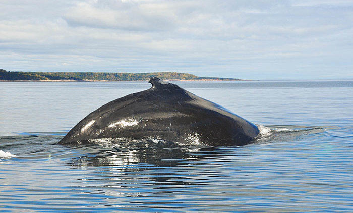 Tadoussac: baleine à bosse 5