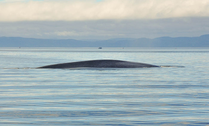Tadoussac: baleine bleue