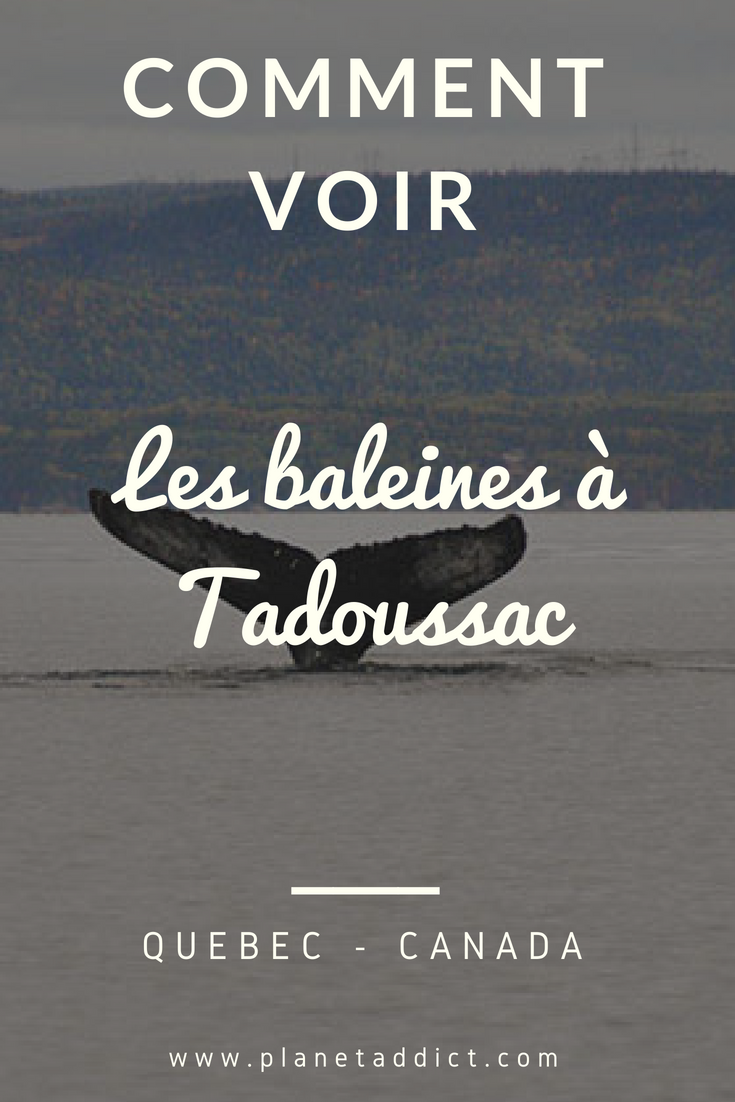 Pinterest-baleine