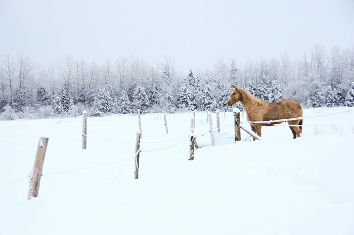 Cheval dans la neige 2