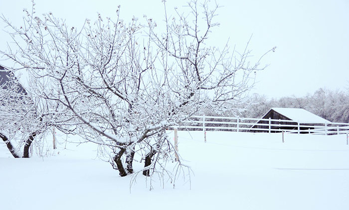 Equitation Québec: Auberge Andromede 2