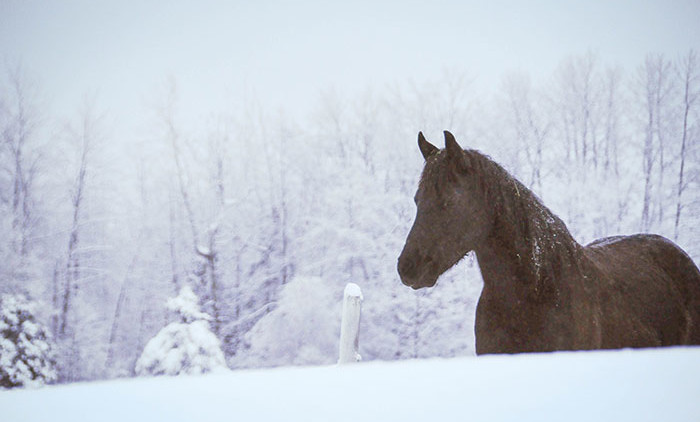 Equitation Québec: Auberge Andromede 3