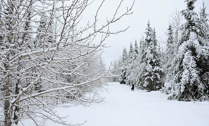 Equitation Québec: Auberge Andromede 9