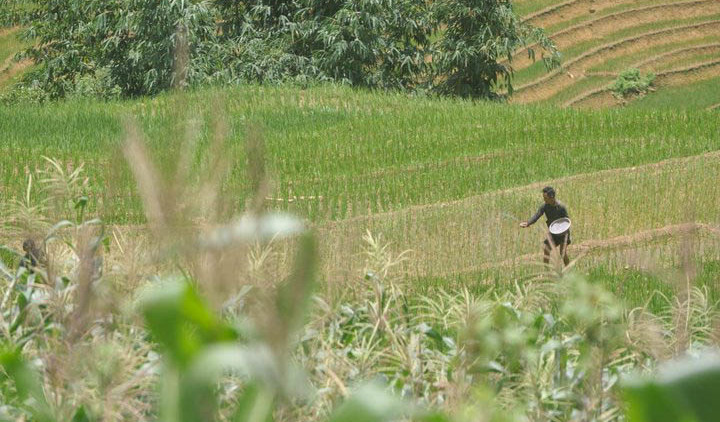 Agriculture durable : rizières