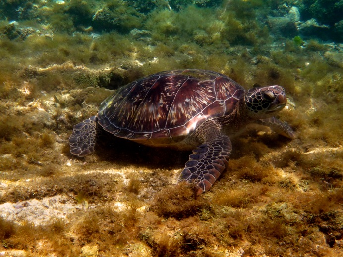 Les philippines: Tortues