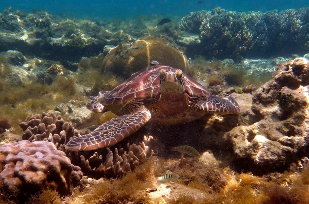 Les philippines: tortue