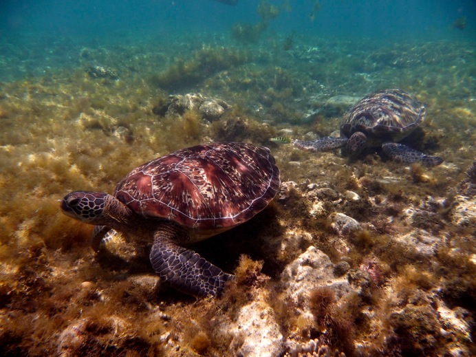 Les philippines: Tortues