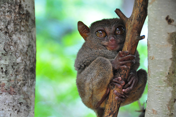 Les philippines: Tarsier