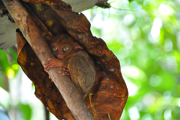 Les philippines: Tarsier