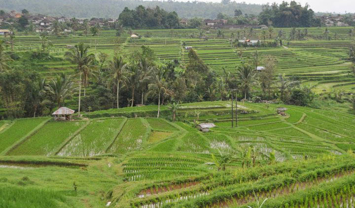 Agriculture durable : rizières 2