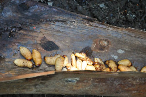 Agriculture durable : larves