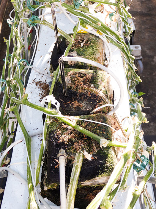 Agriculture urbaine: Lufa Farms