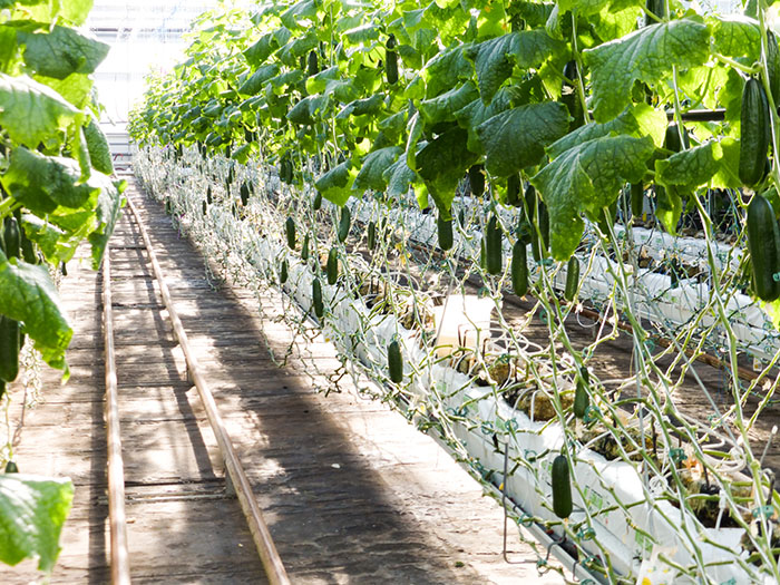 Agriculture urbaine: Lufa Farms