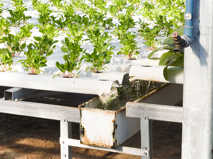 Agriculture urbaine: Lufa Farms