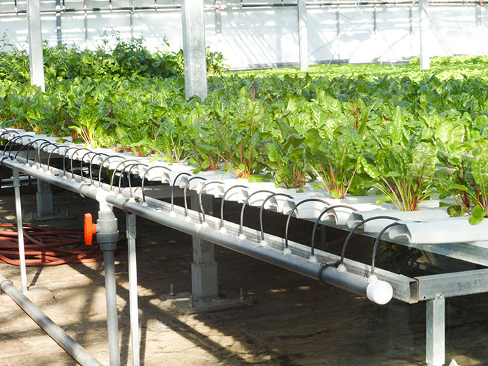 Agriculture urbaine: Lufa Farms