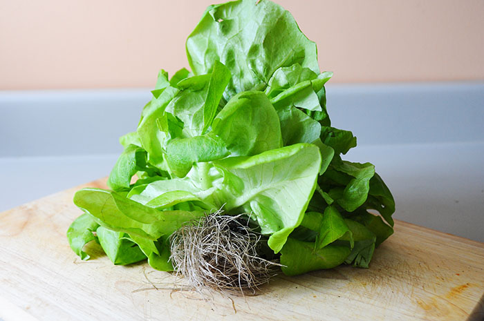 Agriculture urbaine: Lufa Farms