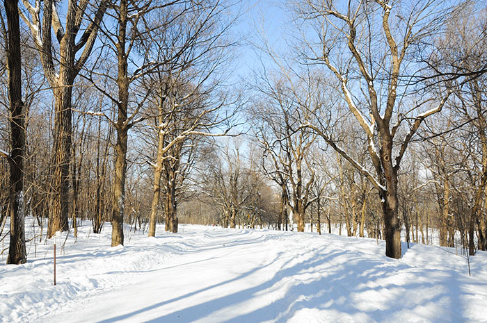 Mont Royal sous la neige 2