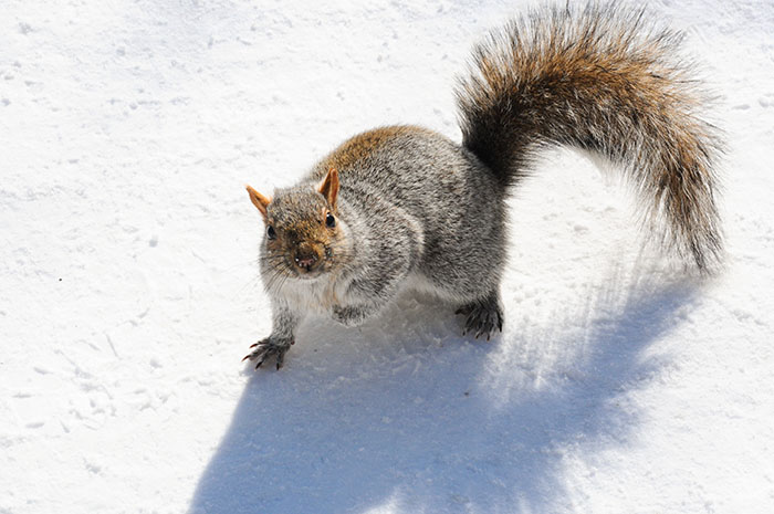 Hiver Montreal : Mont Royal