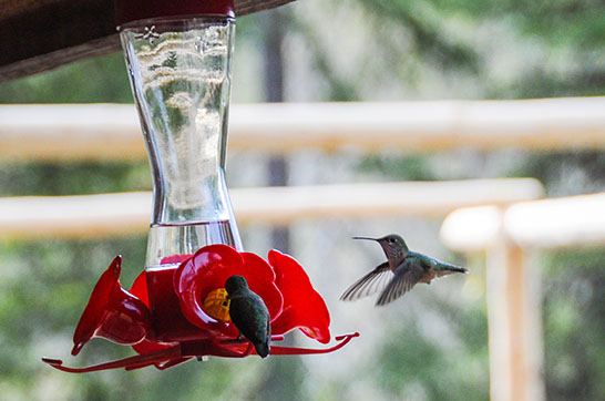 Wwoofing Greenwood : Colibris