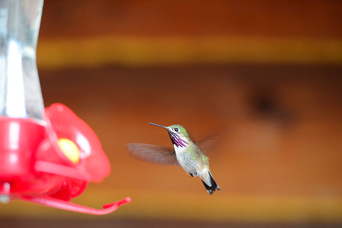 Wwoofing Greenwood : Colibris