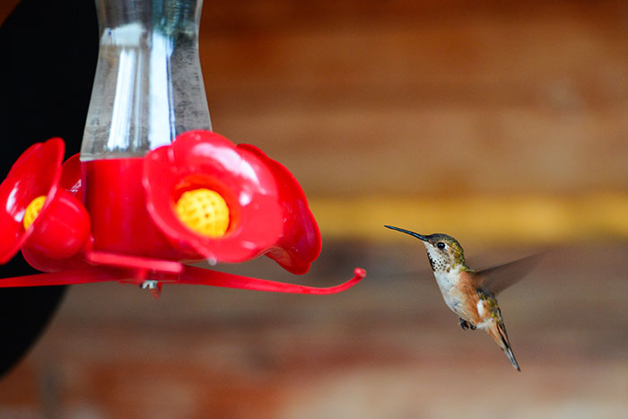 Wwoofing Greenwood : Colibris