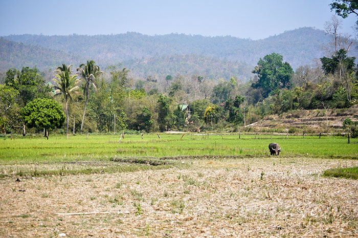 Budget Tour du monde: Chiang Mai
