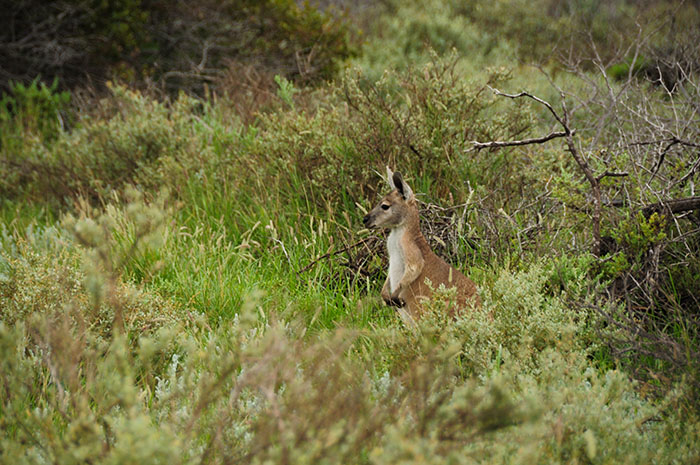 Budget Tour du monde: Ningaloo