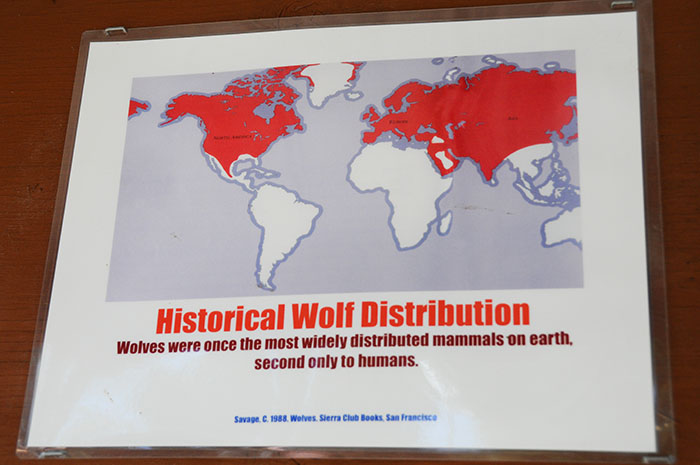 Loup Gris : distribution avant Loup Gris : distribution avant