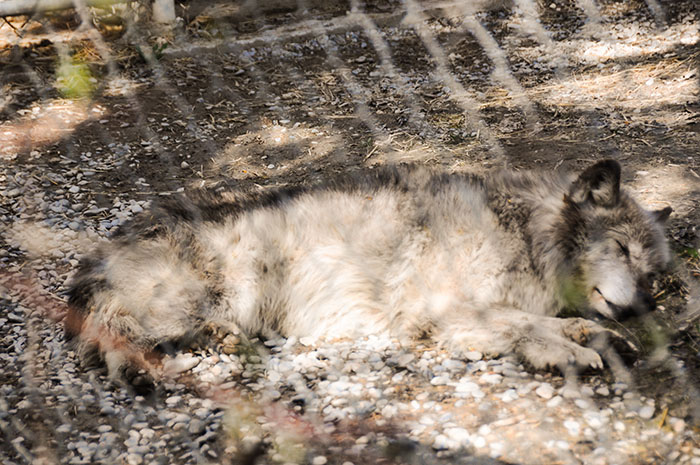 Loup Gris  Loup Gris