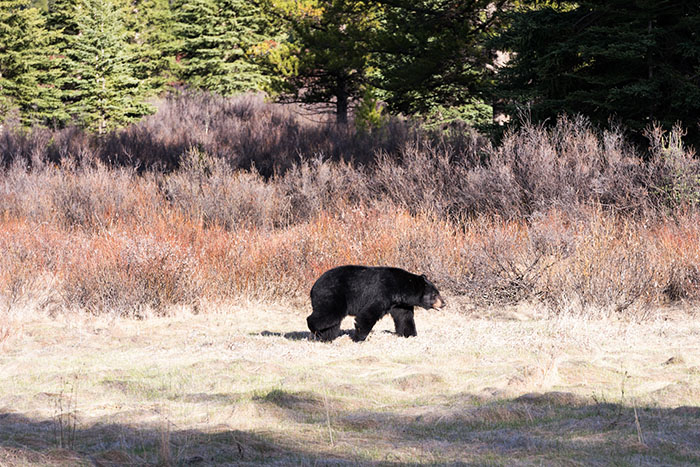 Les rocheuses : Vallée de la Bow