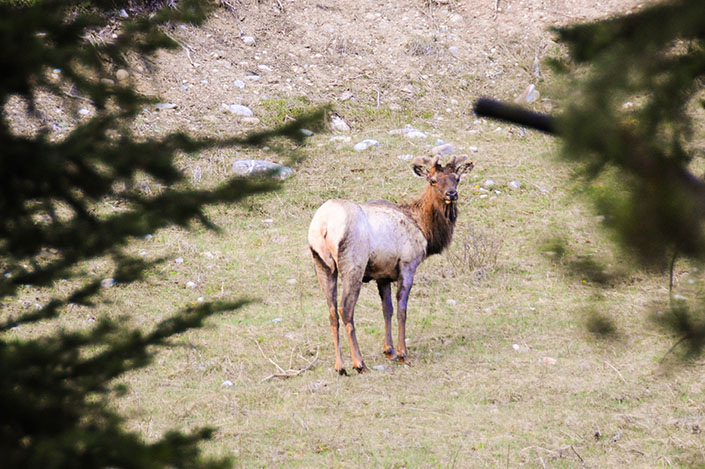 Les rocheuses : Vallée de la Bow