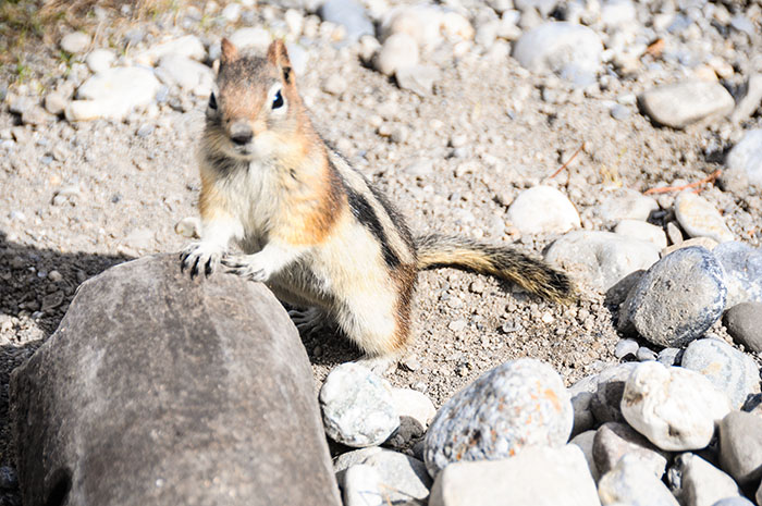 Les rocheuses : Banff