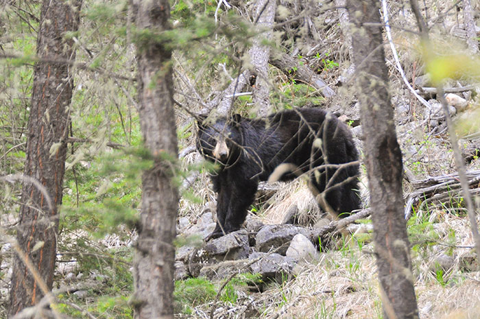 Les rocheuses : Jasper