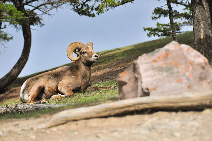 Les rocheuses : Jasper