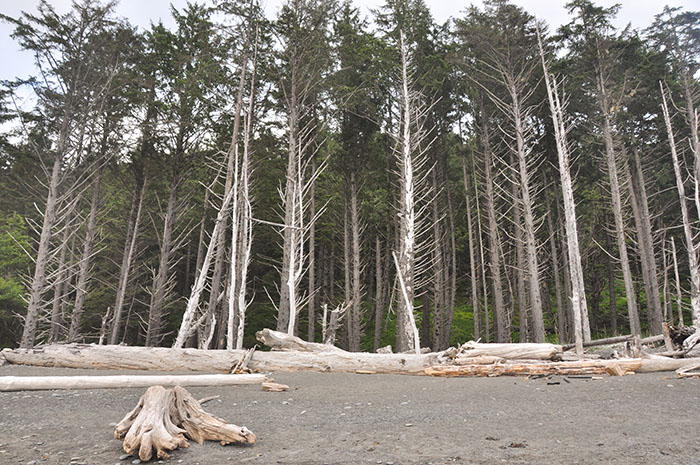 20140604-Forêt olympique seattle-003