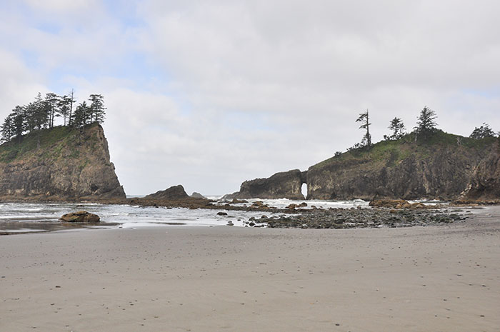 Forêt olympique seattle