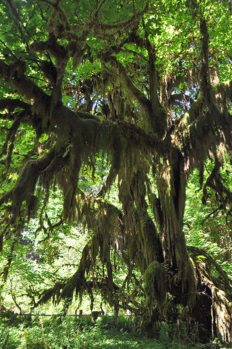 20140605-Forêt olympique seattle-010