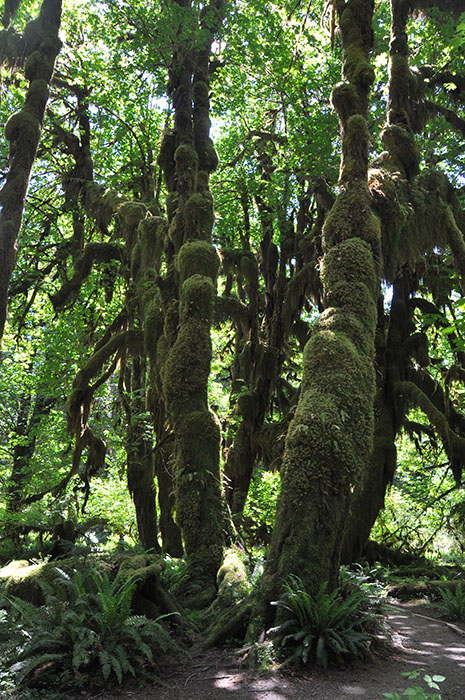 Forêt olympique seattle