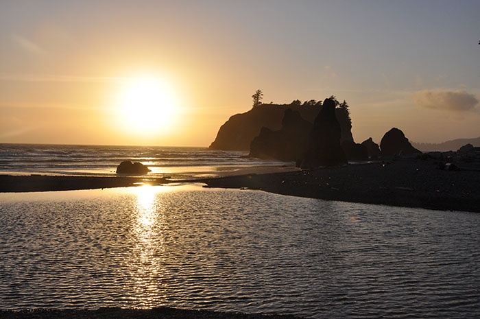 Forêt olympique seattle