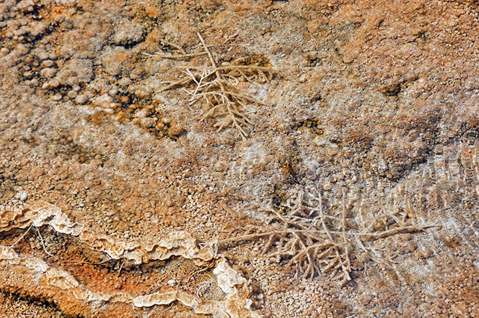 Yellowstone National park : Mammoth Hot Springs