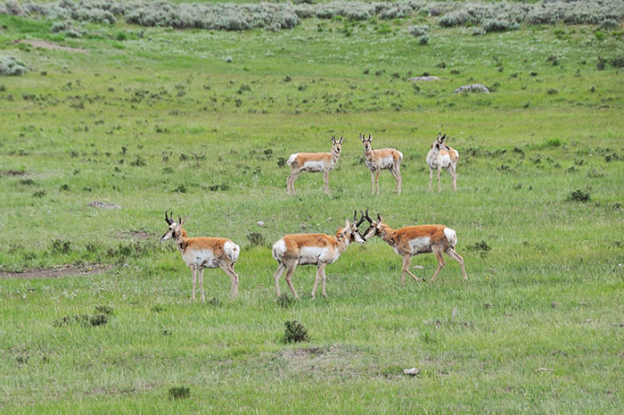 Pronghorn